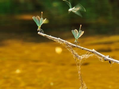 Faune aquatique Vézère